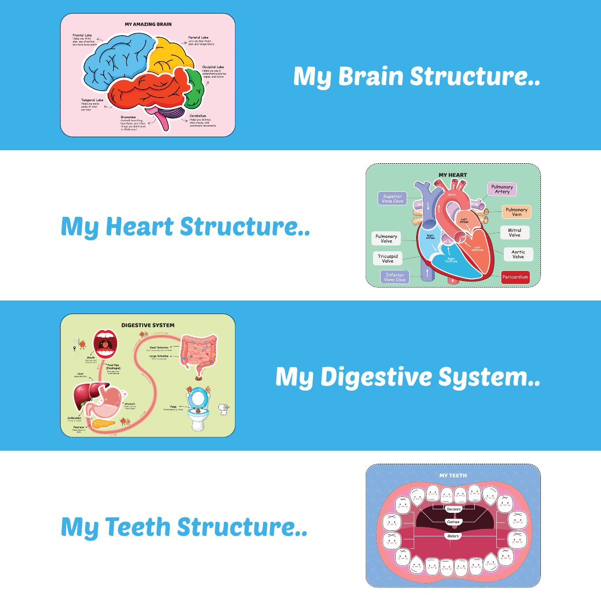 My Amazing Body Busy Book