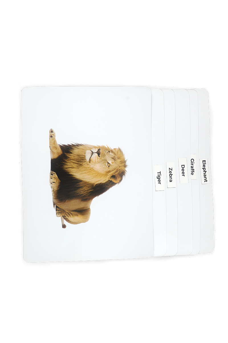 Animal Body Parts Flashcards, Little Minds